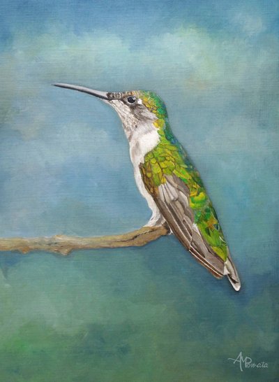 Farverig kolibri-siddeplads af Angeles M. Pomata