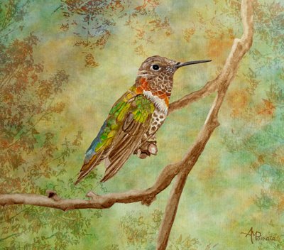 En livlig kolibri, der sidder på en gren af Angeles M. Pomata