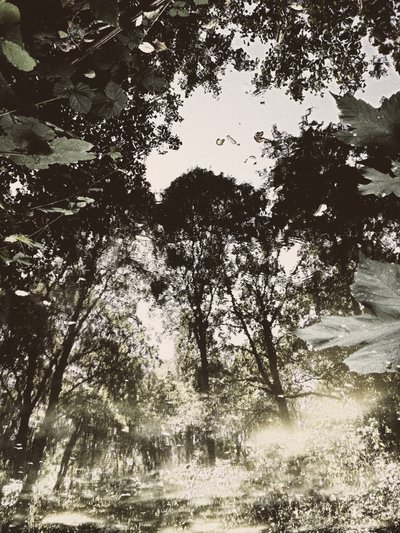 Stille skovrefleksion af Angelo Cerantola