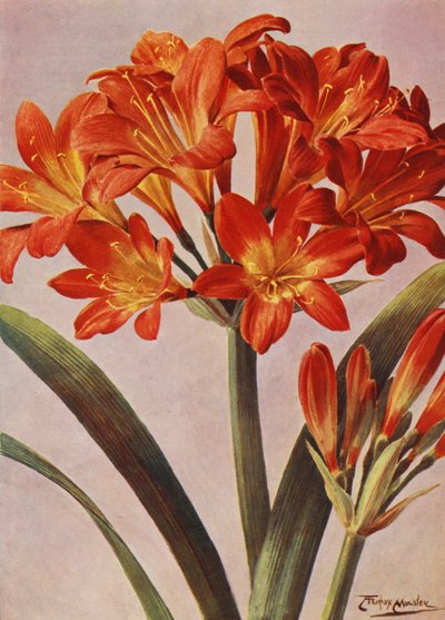 Clivia Miniata, længe kendt som Imantophyllum Miniatum (farvelitografi) af Angelo Fairfax Muckley