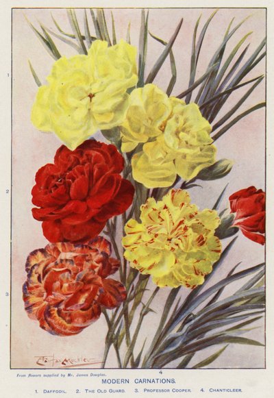 Moderne nelliker (farvelitografi) af Angelo Fairfax Muckley