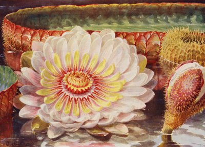 Victoria Regia, den ædleste af alle vandplanter (farvelitografi) af Angelo Fairfax Muckley