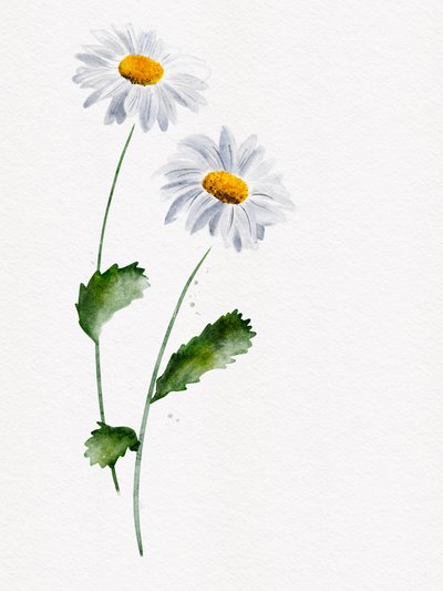 Sarte tusindfrydblomster af Ankie Kooi