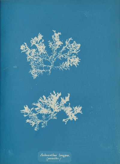 Achnanthes longipes. parasitisk., ca. 1853. af Anna Atkins