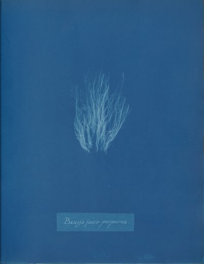 Bangia fusco-purpurea, ca. 1853. af Anna Atkins