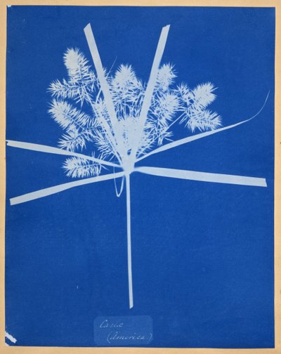Carix (Amerika) af Anna Atkins