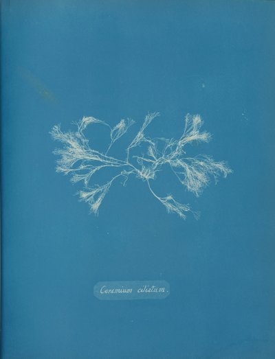 Cilieret keramik, ca. 1853 af Anna Atkins