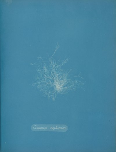 Transparent keramik, ca. 1853 af Anna Atkins