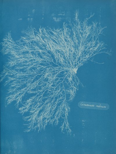 Rød keramik, ca. 1853 af Anna Atkins