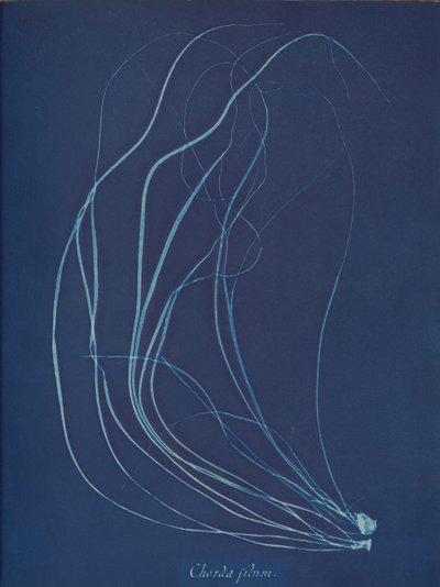 Trådsnor, ca. 1853 af Anna Atkins