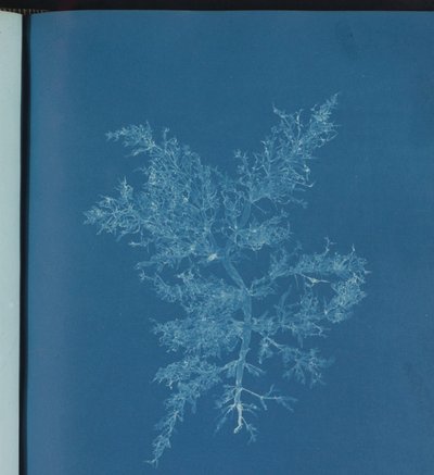 Chylocladia kaliformis af Anna Atkins
