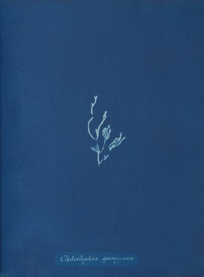 Cladostephus spongiosus, ca. 1853 af Anna Atkins