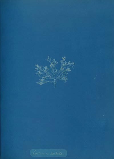 Cystoseira barbata, ca. 1853. af Anna Atkins
