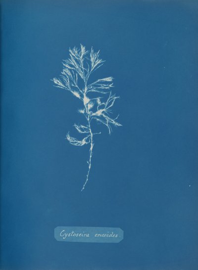 Cystoseira ericoides, ca. 1853. af Anna Atkins
