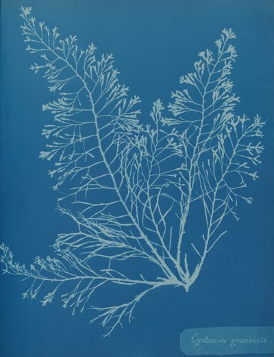 Cystoseira granulata, ca. 1853. af Anna Atkins