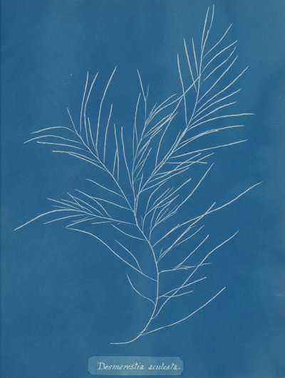 Desmarestia aculeata, ca. 1853. af Anna Atkins