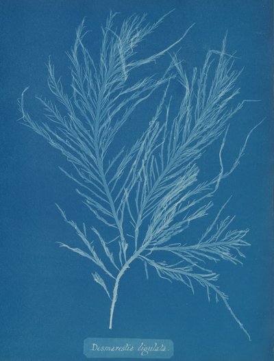 Desmarestia liqulata, ca. 1853. af Anna Atkins