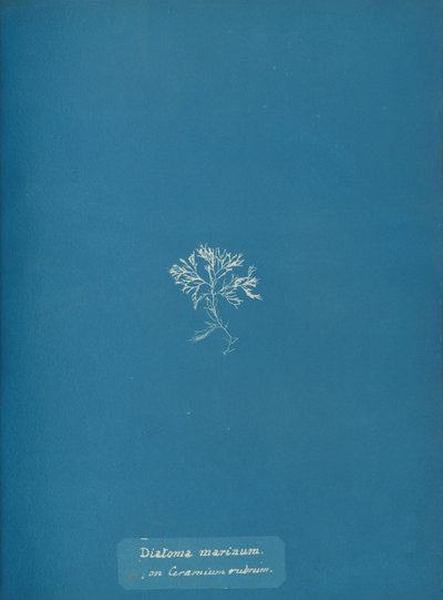 Marine kiselalger på Ceramium rubrum, ca. 1853 af Anna Atkins