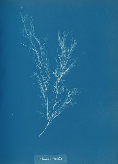 Dichloria viridis, ca. 1853. af Anna Atkins