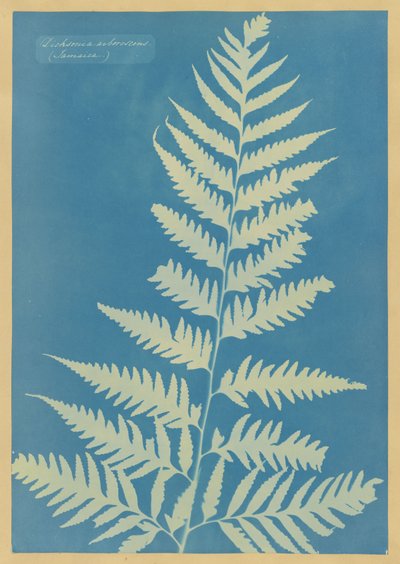  af Anna Atkins