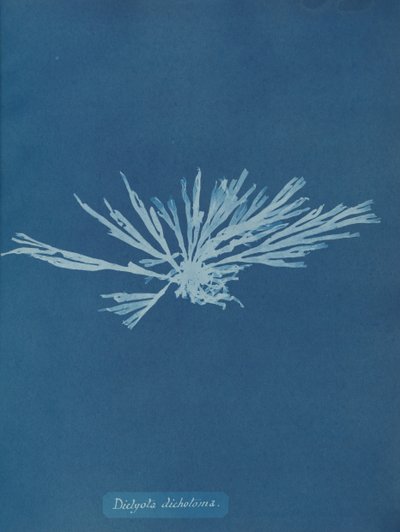 Dictyota dichotoma, ca. 1853. af Anna Atkins