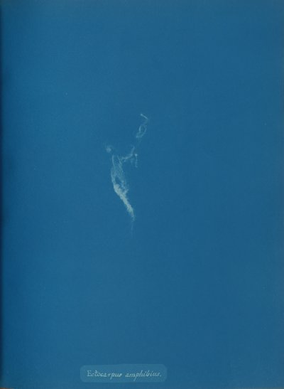 Ectocarpus amphibius, ca. 1853. af Anna Atkins