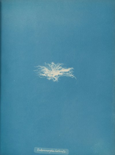 Enteromorpha clathrata, ca. 1853. af Anna Atkins