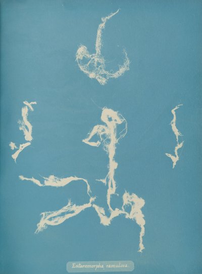 Enteromorpha ramulosa, ca. 1853 af Anna Atkins
