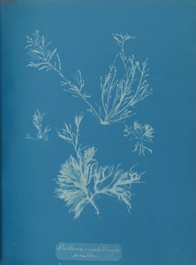Exillaria crystallinum parasitic, ca. 1853. af Anna Atkins