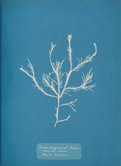 Fucus æruginosus Turner. Med. Sea Lisbon New to Britain., ca. 1853. af Anna Atkins