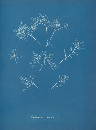 Hornhindefrost, ca. 1853 af Anna Atkins