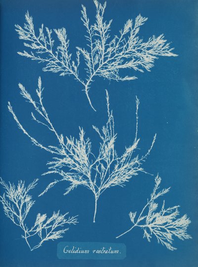 Gelidium rostratum, ca. 1853 af Anna Atkins