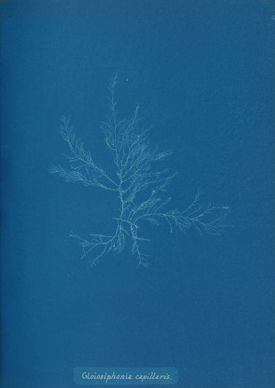 Gloisiphonia capillaris, ca. 1853. af Anna Atkins