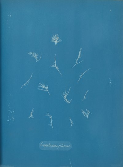 Grateloupia filicina, ca. 1853. af Anna Atkins