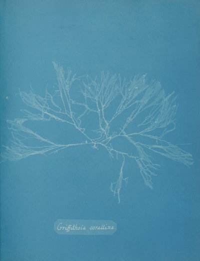 Coral Griffithsia, ca. 1853. af Anna Atkins