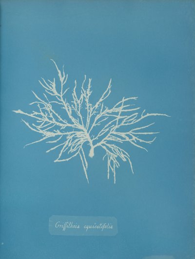 Griffithsia equisetifolia, ca. 1853. af Anna Atkins