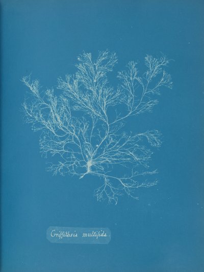 Griffithsia multifida, ca. 1853. af Anna Atkins