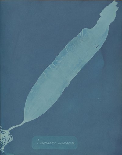 Laminaria saccharina, ca. 1853. af Anna Atkins