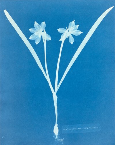 Leucojam Varium af Anna Atkins af Anna Atkins
