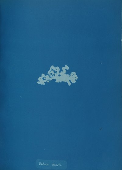 Padina deusta, ca. 1853. af Anna Atkins