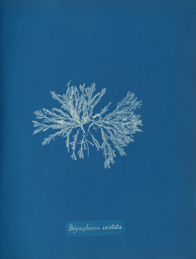 Polysiphonia cristata, ca. 1853. af Anna Atkins