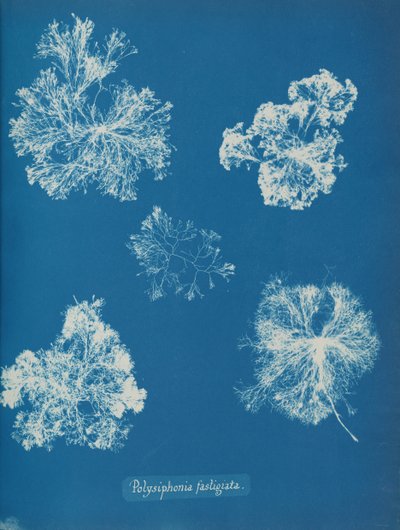 Polysiphonia fastigiata, ca. 1853. af Anna Atkins
