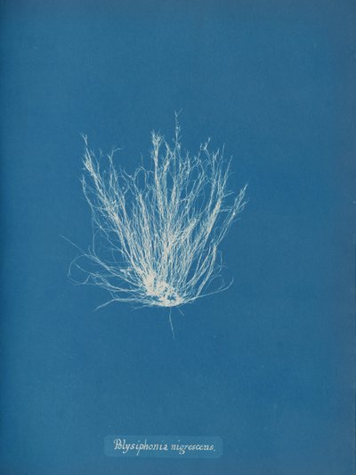 Polysiphonia nigrescens, ca. 1853 af Anna Atkins