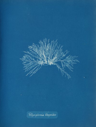 Polysiphonia thuyoides, ca. 1853. af Anna Atkins