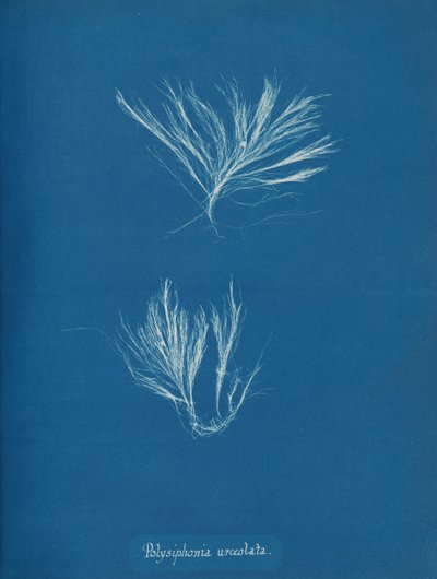 Polysiphonia urceolata, ca. 1853. af Anna Atkins