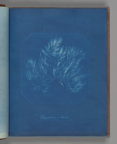 Polysiphonia violacea af Anna Atkins
