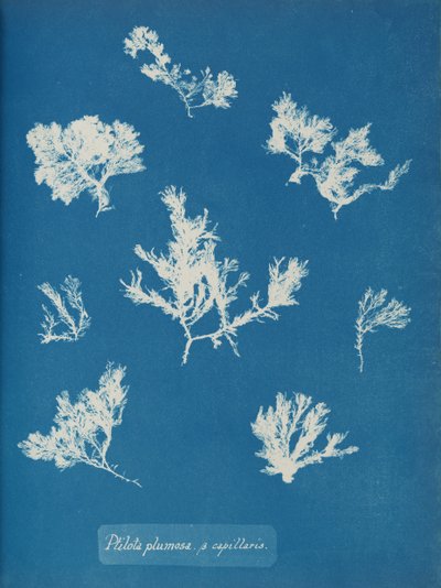 Ptilota plumosa. ß kapillærer, ca. 1853. af Anna Atkins