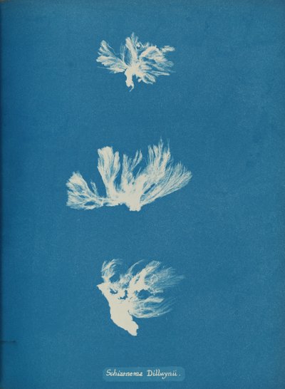 Skizonema Dillwynii, ca. 1853. af Anna Atkins