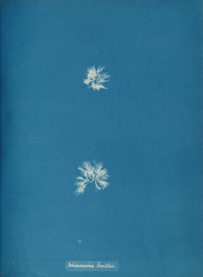 Schizonema Smithii, ca. 1853. af Anna Atkins