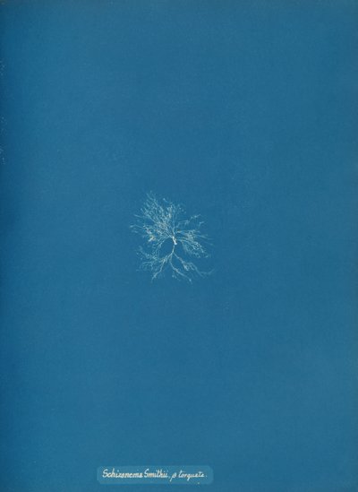 Skizonema Smithii, ß torqata, ca. 1853. af Anna Atkins
